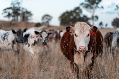 Avustralya 'da ineklerin uzun otlakları yediği yerel otlaklar