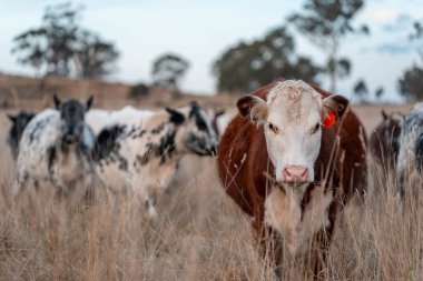 Çiftlikteki bir tarlada inek yetiştiriyorum. Yazın güzel bir kırsalda ot yiyorum.