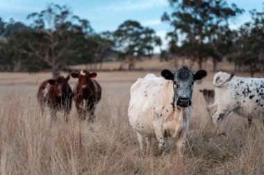 Avustralya 'daki güzel sığırlar ot yer, otlakta otlarlar. Bir tarım çiftliğinde büyüyen inek sürüsü yenileniyor. Sürdürülebilir tarım 