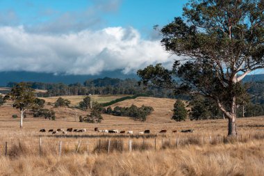 Avustralya 'daki güzel sığırlar ot yer, otlakta otlarlar. Bir tarım çiftliğinde büyüyen inek sürüsü yenileniyor. Sürdürülebilir tarım 