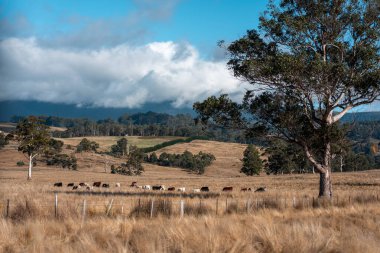 Avustralya 'da ineklerin uzun otlakları yediği yerel otlaklar