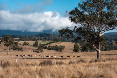 Avustralya 'da ineklerin uzun otlakları yediği yerel otlaklar