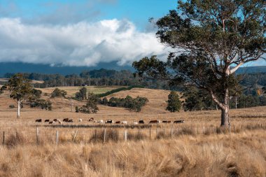 Çiftlikteki bir tarlada inek yetiştiriyorum. Yazın güzel bir kırsalda ot yiyorum.