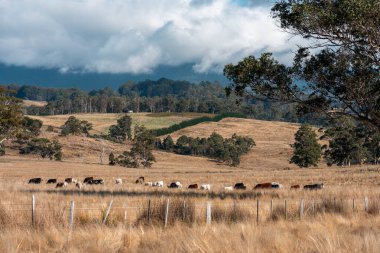 Avustralya 'da ineklerin uzun otlakları yediği yerel otlaklar