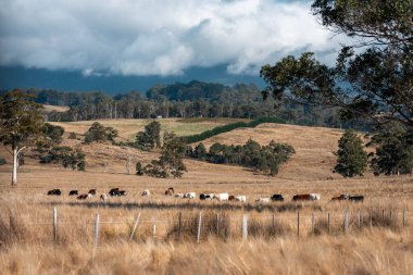 Avustralya 'daki güzel sığırlar ot yer, otlakta otlarlar. Bir tarım çiftliğinde büyüyen inek sürüsü yenileniyor. Sürdürülebilir tarım 