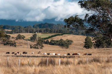 Çiftlikteki bir tarlada inek yetiştiriyorum. Yazın güzel bir kırsalda ot yiyorum.