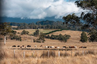 Çiftlikteki bir tarlada inek yetiştiriyorum. Yazın güzel bir kırsalda ot yiyorum.