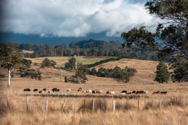 Avustralya 'daki güzel sığırlar ot yer, otlakta otlarlar. Bir tarım çiftliğinde büyüyen inek sürüsü yenileniyor. Sürdürülebilir tarım 