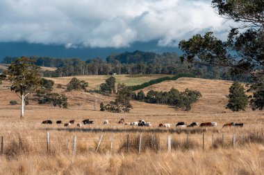 Çiftlikteki bir tarlada inek yetiştiriyorum. Yazın güzel bir kırsalda ot yiyorum.
