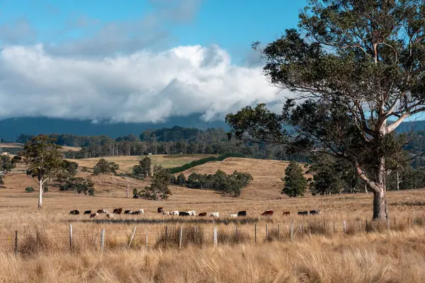 Çiftlikteki bir tarlada inek yetiştiriyorum. Yazın güzel bir kırsalda ot yiyorum.