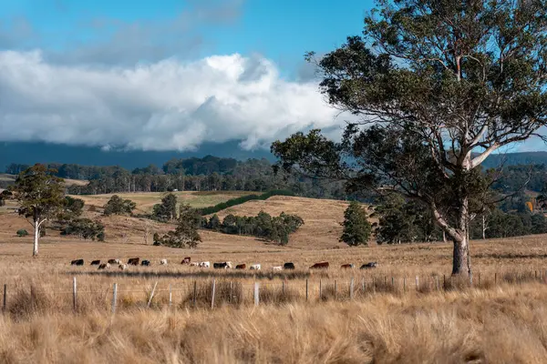 Avustralya 'daki güzel sığırlar ot yer, otlakta otlarlar. Bir tarım çiftliğinde büyüyen inek sürüsü yenileniyor. Sürdürülebilir tarım 