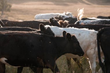 İngiltere 'de bir çiftlikte sığır eti. Baharda çayırda otlayan İngiliz sığırları. Sürdürülebilir bir çiftlikteki çayırda büyüyen yeşil çimenler.