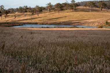 Yenilenebilir tarım çiftliğinde büyüyen çayırlar ve otlar. İlkbaharda Avustralya 'da karbon depolayan yerel bitkiler