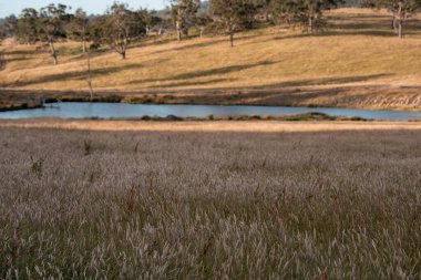 Yenilenebilir tarım çiftliğinde büyüyen çayırlar ve otlar. İlkbaharda Avustralya 'da karbon depolayan yerel bitkiler