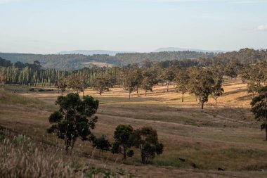 Yenilenebilir tarım çiftliğinde büyüyen çayırlar ve otlar. İlkbaharda Avustralya 'da karbon depolayan yerel bitkiler