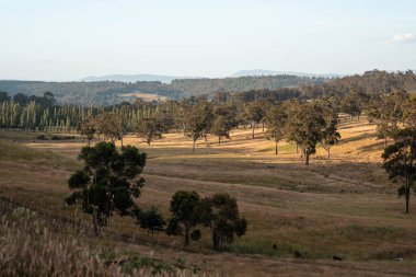 Yenilenebilir tarım çiftliğinde büyüyen çayırlar ve otlar. İlkbaharda Avustralya 'da karbon depolayan yerel bitkiler