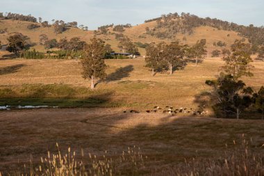 Yenilenebilir tarım çiftliğinde büyüyen çayırlar ve otlar. İlkbaharda Avustralya 'da karbon depolayan yerel bitkiler