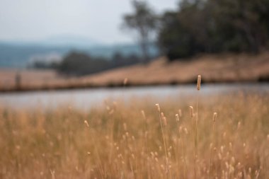 Yenilenebilir tarım çiftliğinde büyüyen çayırlar ve otlar. İlkbaharda Avustralya 'da karbon depolayan yerel bitkiler