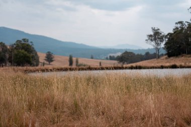 Yenilenebilir tarım çiftliğinde büyüyen çayırlar ve otlar. İlkbaharda Avustralya 'da karbon depolayan yerel bitkiler