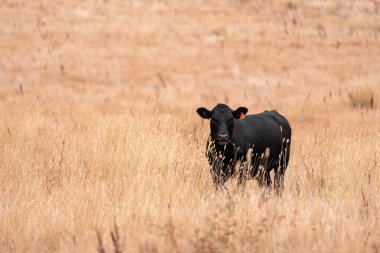 İngiltere 'de bir çiftlikte sığır eti. Baharda çayırda otlayan İngiliz sığırları. Sürdürülebilir bir çiftlikteki çayırda büyüyen yeşil çimenler.