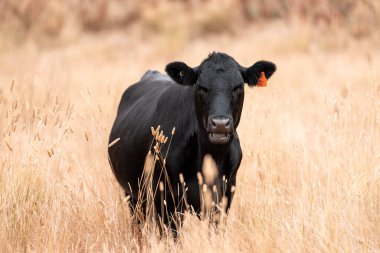 İngiltere 'de bir çiftlikte sığır eti. Baharda çayırda otlayan İngiliz sığırları. Sürdürülebilir bir çiftlikteki çayırda büyüyen yeşil çimenler.