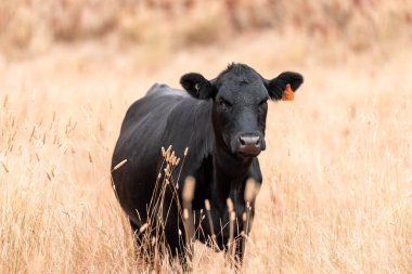 İngiltere 'de bir çiftlikte sığır eti. Baharda çayırda otlayan İngiliz sığırları. Sürdürülebilir bir çiftlikteki çayırda büyüyen yeşil çimenler.