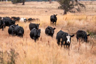 İngiltere 'de bir çiftlikte sığır eti. Baharda çayırda otlayan İngiliz sığırları. Sürdürülebilir bir çiftlikteki çayırda büyüyen yeşil çimenler.