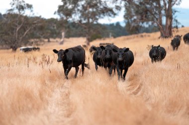 İngiltere 'de bir çiftlikte sığır eti. Baharda çayırda otlayan İngiliz sığırları. Sürdürülebilir bir çiftlikteki çayırda büyüyen yeşil çimenler.