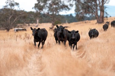 İngiltere 'de bir çiftlikte sığır eti. Baharda çayırda otlayan İngiliz sığırları. Sürdürülebilir bir çiftlikteki çayırda büyüyen yeşil çimenler.