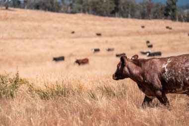 İngiltere 'de bir çiftlikte sığır eti. Baharda çayırda otlayan İngiliz sığırları. Sürdürülebilir bir çiftlikteki çayırda büyüyen yeşil çimenler.