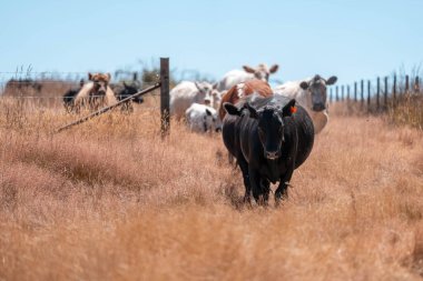 İngiltere 'de bir çiftlikte sığır eti. Baharda çayırda otlayan İngiliz sığırları. Sürdürülebilir bir çiftlikteki çayırda büyüyen yeşil çimenler.