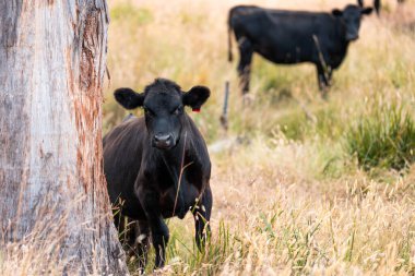 Avustralya 'da sığır çiftliğinde otlayan sığır ve dana eti. Angus ve wagyu cinsleri