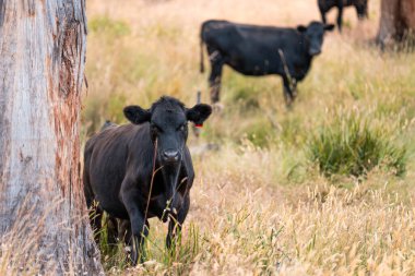 Avustralya 'daki güzel sığırlar ot yer, otlakta otlarlar. Bir tarım çiftliğinde büyüyen sığır sürüsü.. 