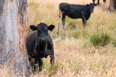 Avustralya 'daki güzel sığırlar ot yer, otlakta otlarlar. Bir tarım çiftliğinde büyüyen sığır sürüsü.. 