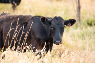 Avustralya 'da sığır çiftliğinde otlayan sığır ve dana eti. Angus ve wagyu cinsleri