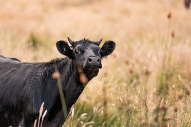Avustralya 'daki güzel sığırlar ot yer, otlakta otlarlar. Bir tarım çiftliğinde büyüyen sığır sürüsü.. 