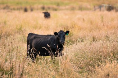 Avustralya 'daki güzel sığırlar ot yer, otlakta otlarlar. Bir tarım çiftliğinde büyüyen sığır sürüsü.. 