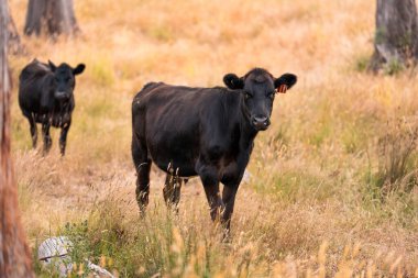 Avustralya 'da sığır çiftliğinde otlayan sığır ve dana eti. Angus ve wagyu cinsleri