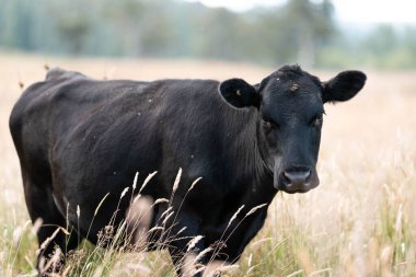 Avustralya 'daki güzel sığırlar ot yer, otlakta otlarlar. Bir tarım çiftliğinde büyüyen sığır sürüsü.. 