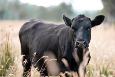 Avustralya 'da sığır çiftliğinde otlayan sığır ve dana eti. Angus ve wagyu cinsleri