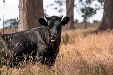 Avustralya 'da sığır çiftliğinde otlayan sığır ve dana eti. Angus ve wagyu cinsleri