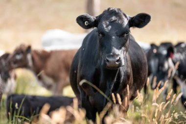Avustralya 'da sığır çiftliğinde otlayan sığır ve dana eti. Angus ve wagyu cinsleri
