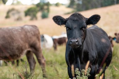 Avustralya 'daki güzel sığırlar ot yer, otlakta otlarlar. Bir tarım çiftliğinde büyüyen sığır sürüsü.. 