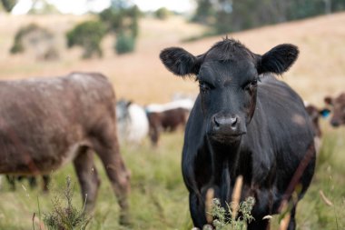 Avustralya 'da sığır çiftliğinde otlayan sığır ve dana eti. Angus ve wagyu cinsleri