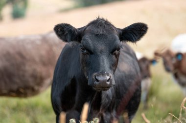 Avustralya 'daki güzel sığırlar ot yer, otlakta otlarlar. Bir tarım çiftliğinde büyüyen sığır sürüsü.. 