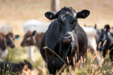 Avustralya 'daki güzel sığırlar ot yer, otlakta otlarlar. Bir tarım çiftliğinde büyüyen sığır sürüsü.. 