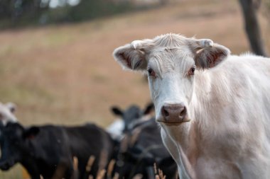 Avustralya 'daki güzel sığırlar ot yer, otlakta otlarlar. Bir tarım çiftliğinde büyüyen sığır sürüsü.. 