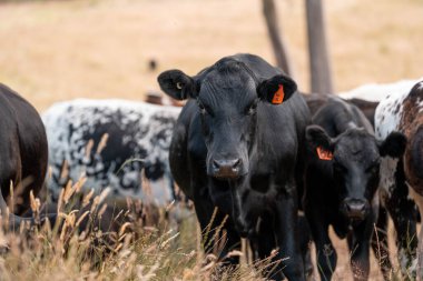 Avustralya 'da sığır çiftliğinde otlayan sığır ve dana eti. Angus ve wagyu cinsleri
