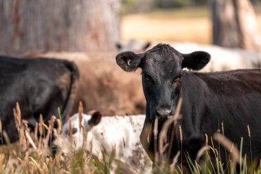 Avustralya 'da sığır çiftliğinde otlayan sığır ve dana eti. Angus ve wagyu cinsleri