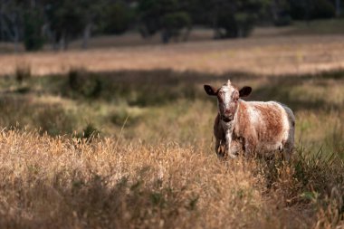 Avustralya 'da sığır çiftliğinde otlayan sığır ve dana eti. Angus ve wagyu cinsleri